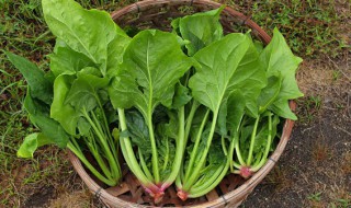 菠菜和土豆能一起吃吗 菠菜和土豆相克吗