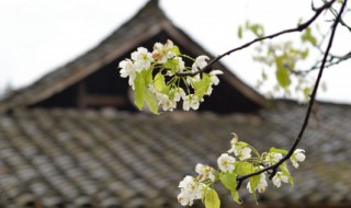 清明节手抄报内容 清明节手抄报文字内容