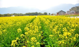 油菜种植 以后不用上街买油菜吃了