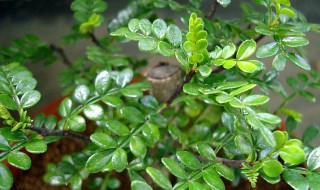 花椒树的种植方法 花椒树怎么种