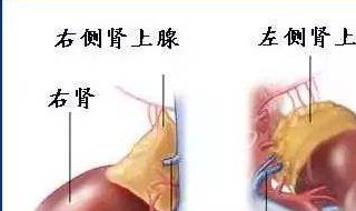 肾上腺结节做完手术须要多长时间能恢复好 有什么建议