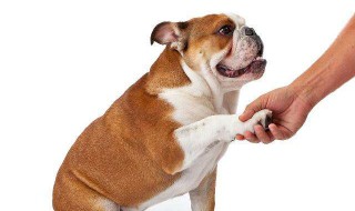 怎样训练小狗狗握手 训练小狗狗握手方法介绍