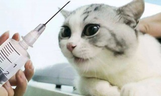 小猫什么时候打疫苗 猫咪疫苗内容介绍