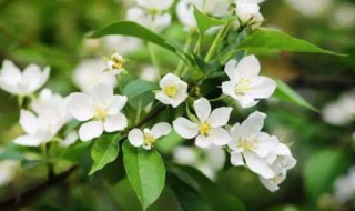 家庭院子里种什么花好 三种适合在院子种植的花