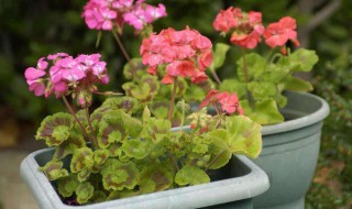 室内花草除虫该如何做 如何给花卉除虫