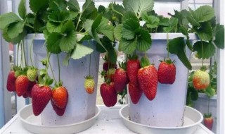 怎么种草莓 有什么种植的技巧
