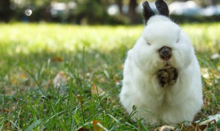 如何做兔子可爱的小窝 兔子内容介绍