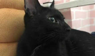 养黑猫适合什么人养 为什么不适合养呢