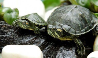 怎么养乌龟才能养的久 乌龟要怎么养才养的久