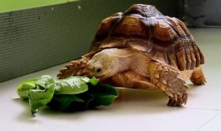 怎么养乌龟才是正确的 正确养乌龟的方法