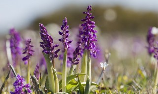 10月有什么花 哪些花在10月开花