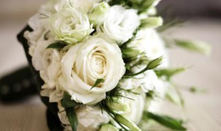 白色玫瑰代表什么意思 白色玫瑰的介绍