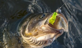 海岛边钓鱼技巧 鱼饵应该如何选择