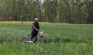 拔蒜苔简单技巧 怎么拔蒜苗容易