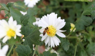 野花的保存方法 野菊花的保存方法有哪些