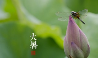 大暑季节如何养生 大暑季节养生方法