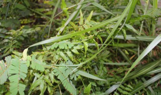 鸡骨草丸的功效与作用 给大家介绍这几点