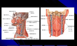 大人淋巴结炎一般多久自愈 别再等淋巴结自己治愈了！