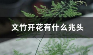 文竹开花有什么兆头 文竹开花的寓意