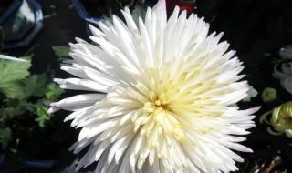 白菊花代表什么意思 它都包含了哪些意思