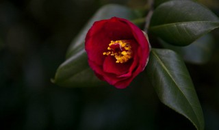 茶花上肥方法 氮肥催春梢