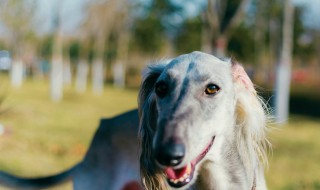 细犬喂养方法 细犬幼崽怎么喂