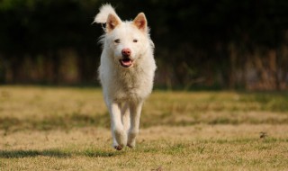 下司犬的缺点 犬类解说