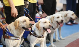 导盲犬的寿命有多长 导盲犬一般能活多少年