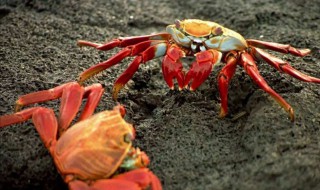 梦见螃蟹是什么意思 梦见螃蟹是什么预兆