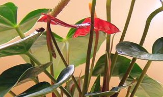 水培红掌的养殖方法和注意事项 红掌的风水寓意