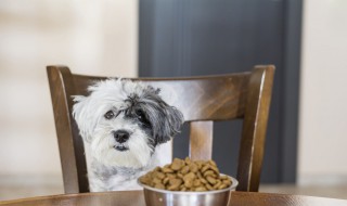 贵宾犬正确喂食方法 吃什么口粮最合适