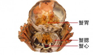 怎么分辨蟹心和蟹胃 你可以这样做