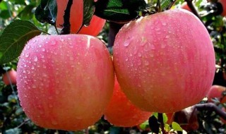 苹果的种类有哪些 有以下几种