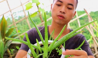 吃芦荟的正确方法 吃芦荟的正确方法分享