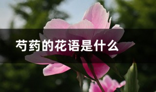 芍药花语 芍药的花语是什么