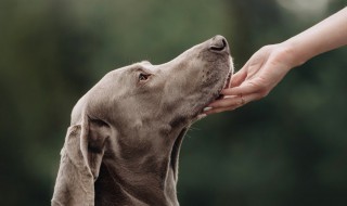 训练马犬最简单的办法 家庭训养马犬的方法分享