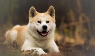 秋田犬训练方法 秋田犬的训练方法介绍