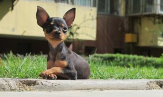 小鹿犬的繁殖方法 小鹿犬怎么配种