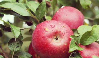 苹果常温下可以放多久 苹果常温下可以放多久的解析