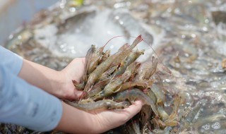 生剥虾的好技巧 如何完整地将生虾剥壳