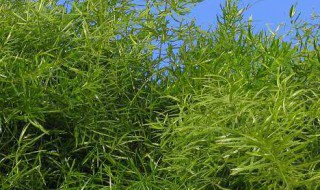 养武竹的正确方法 怎么养殖武竹