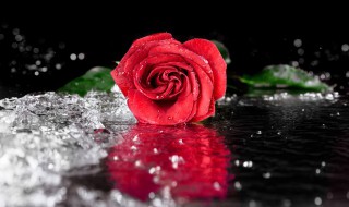 19朵玫瑰花的花语是什么 19朵玫瑰花的寓意