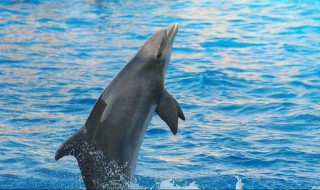 海豚为什么会救人 它的动机是什么