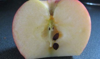 冬天苹果种子怎么种 冬天苹果种子如何种