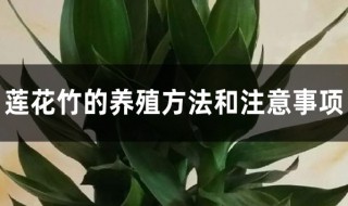 莲花竹养护方法 莲花竹的养殖方法和注意事项