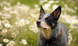 牧牛犬训练方法 牧羊犬怎样训练