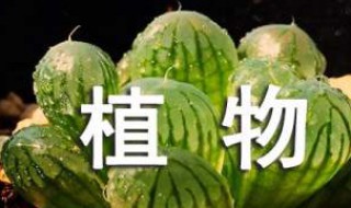 植物作文怎么写 怎么写关于植物的作文