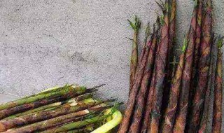 小竹笋的种植方法 竹笋怎么种植