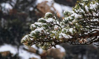 要知松高洁待到雪化时的意思 要知松高洁待到雪化时原文及译文