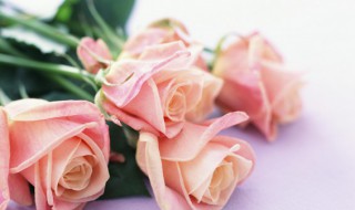 玫瑰花朵数的代表意义 玫瑰花朵数代表什么意义